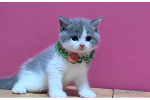 成約済の東京都のスコティッシュフォールド-100483の5枚目